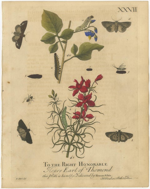 Antique English Moths with Garden Flowers, Hand-Colored Engravings 1720, view 2