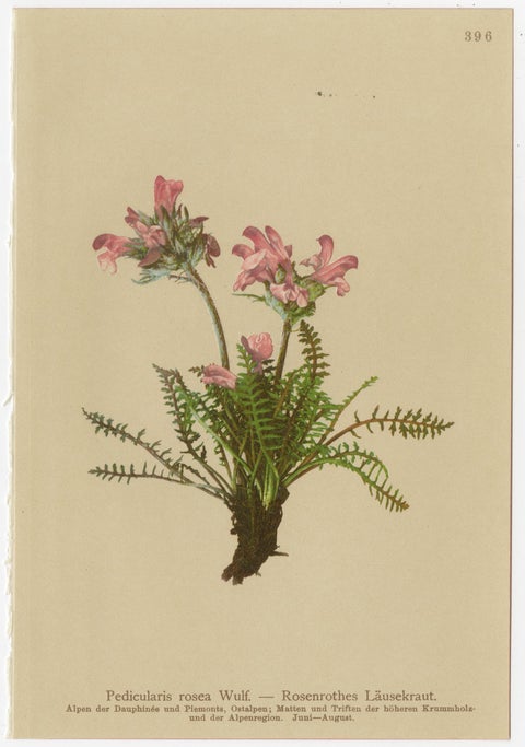 Antique Pedicularis Botanical Chromolithographs, Set of 3, Germany 1897, view 3