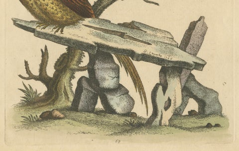 Grey Peacock-Pheasant Hen: A 1746 Engraving by George Edwards, close-up 3