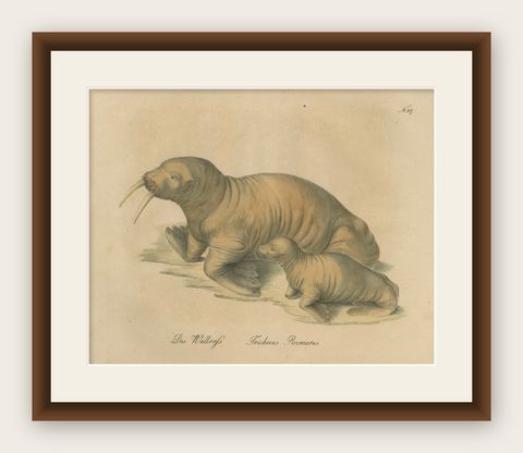 Antique Walrus Lithograph by Karl Joseph Brodtmann, 1816, shown framed
