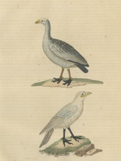 Old Hand-Colored Bird Print of the Cape Barren Goose and the Snowy Sheathbill, close-up 1