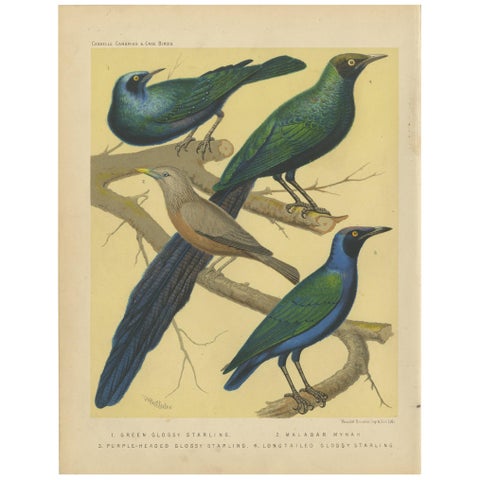 Antique Bird Print of the Emerald Starling, Chestnut-Tailed Starling and Others