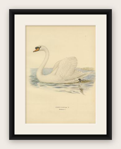 Grace on the Water: The Mute Swan (Cygnus olor) in Repose, 1929, shown framed