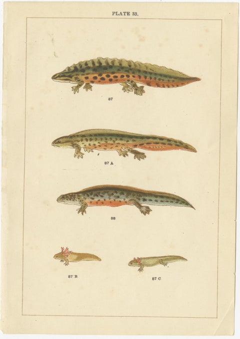 Set of 2 Antique Prints of Various Reptiles, view 3