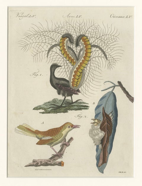 Antique Lyrebird & Tailorbird Engraving, Bertuch, 1796, close-up 1