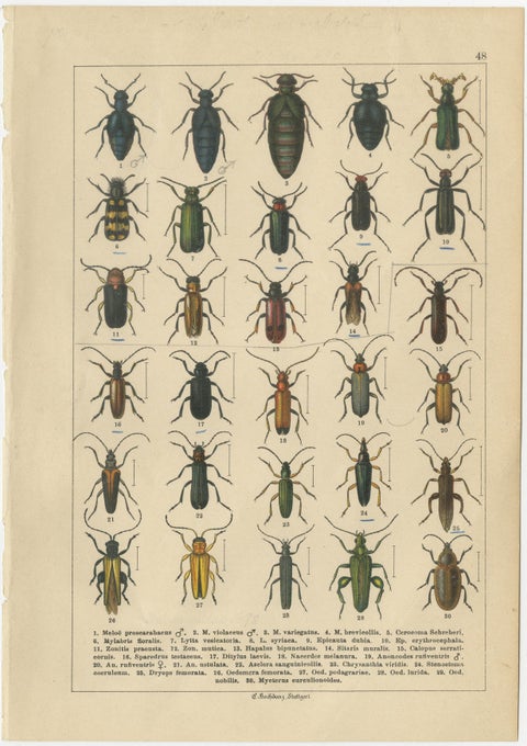 Decorative Antique Beetle Prints, Vibrant Chromolithograph Set of 8, Calwer 1893, view 9