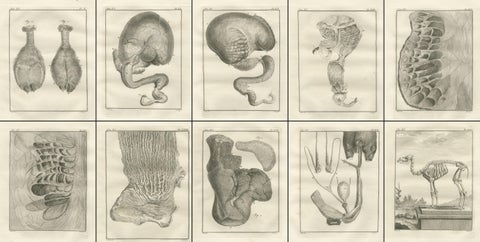 Complete Set of 10 Camel Anatomy Engravings, Buffon Scientific Plates 1769, view 2