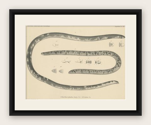 Antique Print of the African Giant Blind Snake, shown framed