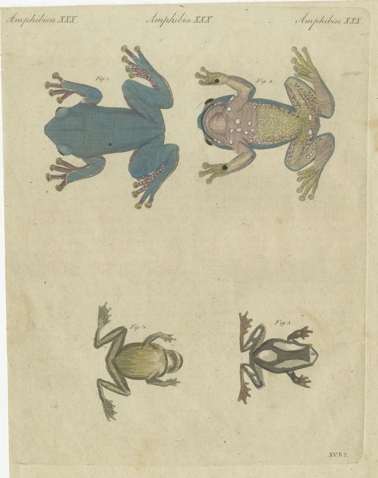 Four Tree Frogs Including a Blue Frog, Antique Bertuch Print, Vienna, circa 1815