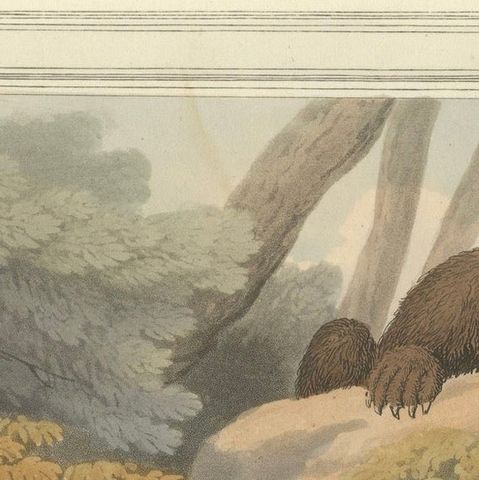 Foreign Field Sports: The Bear Triap Aquatint by Dubourg, Merke & Howitt, 1813, close-up 5