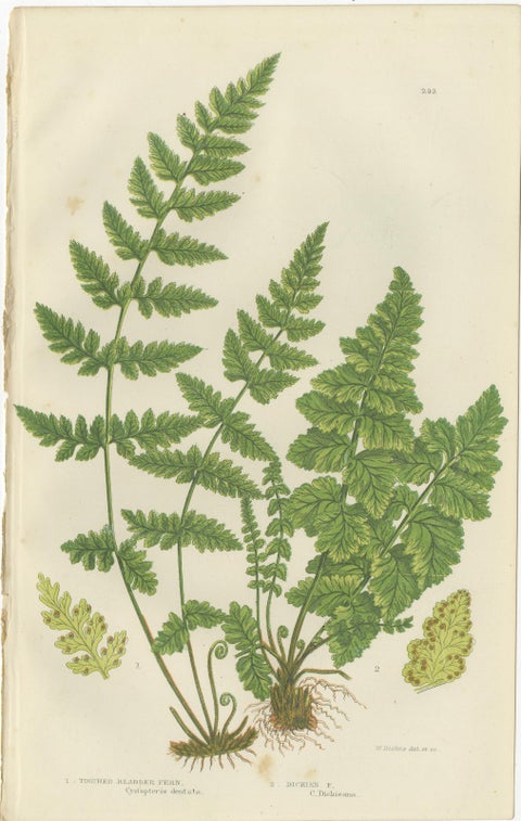 Brittle Bladder Fern Triptych, Hand-Colored Engravings, 1873, 3 Prints, view 3