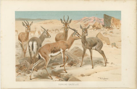 Dorcas Gazelle, Antique Desert Antelope Chromolithograph, 1894, view 2