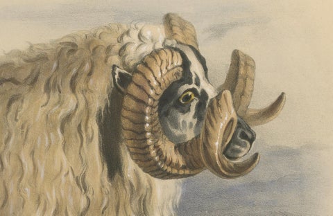 Lithograph of a Ram of the Black-Faced Heath Breed or Scottish Blackface, 1841, close-up 4