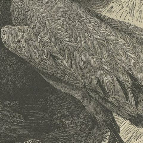 Antique Bird Print of a Common Crane, 1853, close-up 2