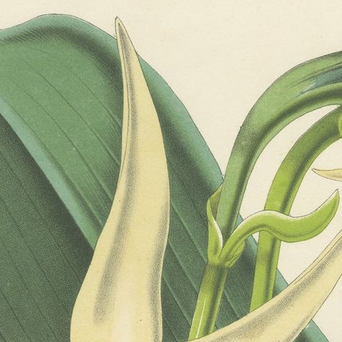 Comet Orchid (Darwin's Orchid): Hand-Colored Lithograph by Louis van Houtte 1855, close-up 5