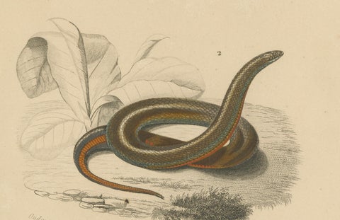 Snake Print of Banded Snake and Red-Striped Snake, c.1850, by Orbigny, close-up 2