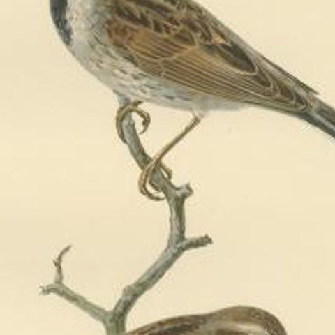 Antique Bird Print of the Common Reed Bunting by Von Wright, 1927, close-up 2