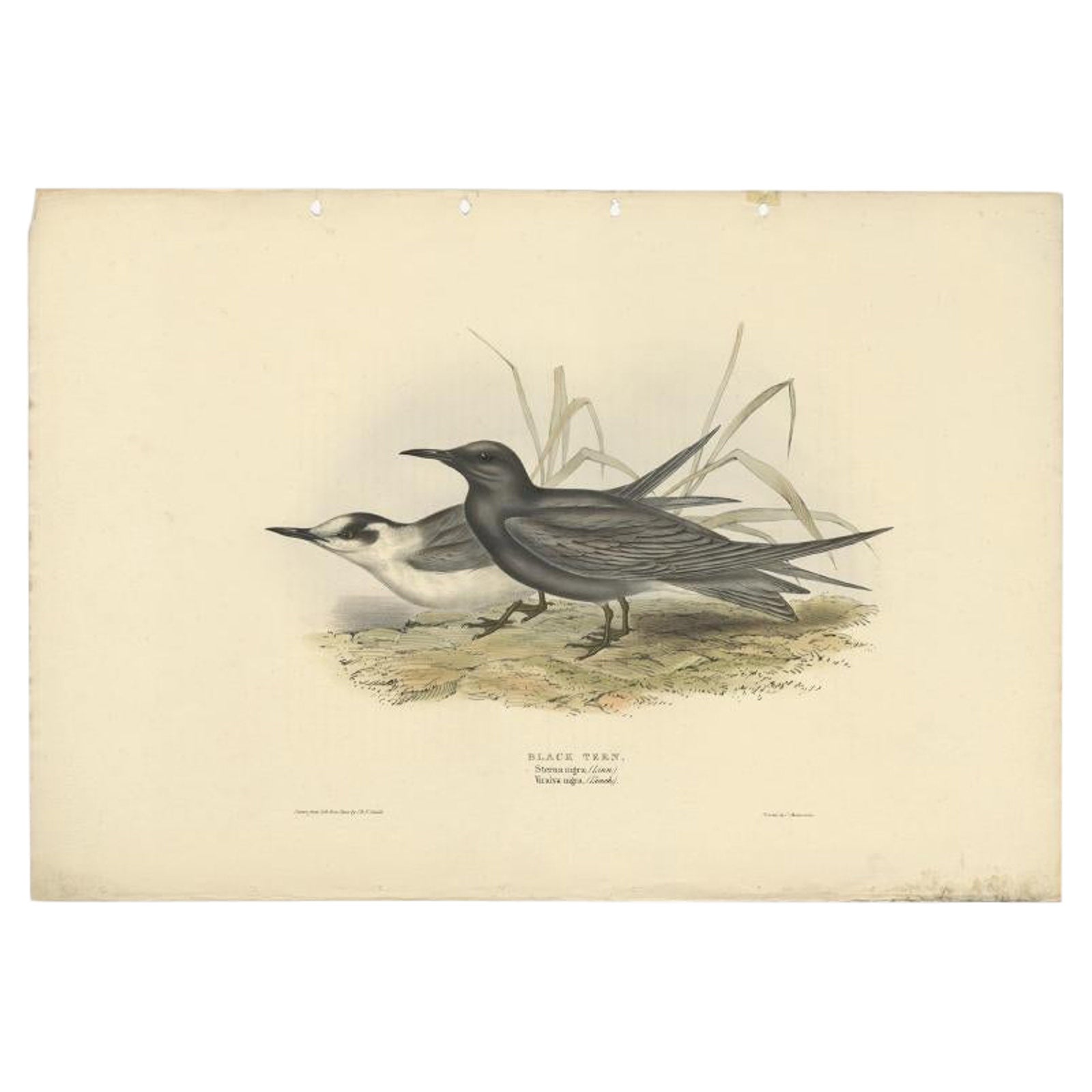Black Tern, Antique Bird Lithograph by John Gould, c.1832