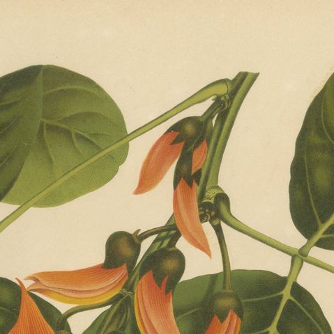 Original Antique Flame of the Forest Botanical Chromolithograph, ca.1880, close-up 5