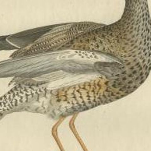Antique Bird Print of the Common Redshank by Sepp & Nozeman, 1797, close-up 2