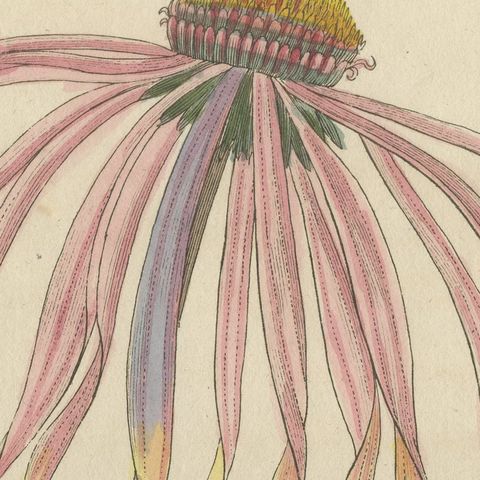 Purple Coneflower Echinacea, Antique Bertuch Print, circa 1810, close-up 1
