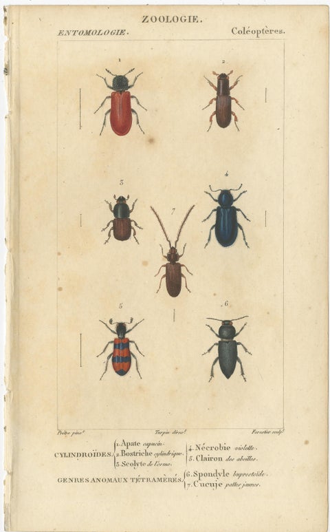 Set of 9 Antique Prints of Various Insects by Turpin, 1816, view 2