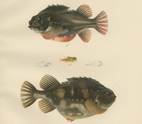 Lumpsucker - Distinctive Hand-Coloured Scandinavian Fish Lithograph, 1895, close-up 4