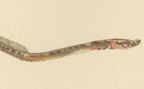 Pipefish and Worm Pipefish - Graceful and Slender Scandinavian Fish Lithograph, close-up 3