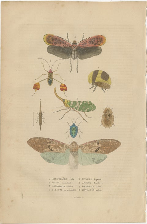 19th-Century Insectarium: A Glimpse into Orthoptera and Varied Insects, view 3