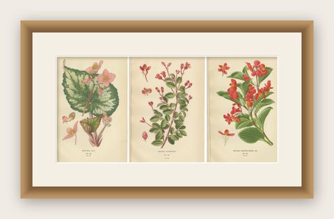 Botanical Prints: Begonia Rex, Begonia Fuchsioides & Begonia Semperflorens, 1897, shown framed