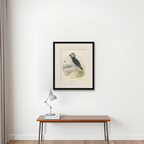 Spectacular Rare Large Antique Bird Print of The Large-Bill Puffin, 1868, shown framed on a wall