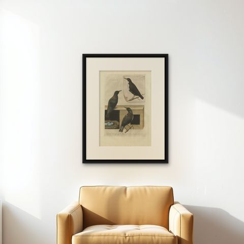 Antique Bird Print, Starling & White-throated Dipper by Nozeman & Sepp, 1770, shown framed on a wall