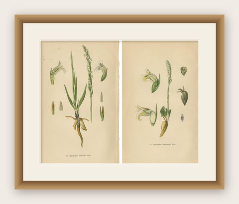 Spiranthes Splendor: Vintage Botanicals from 1904, shown framed