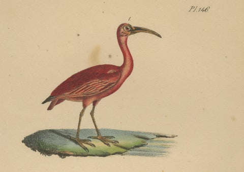 Scarlet Ibis & Glossy Ibis, Antique hand-coloured lithograph, c.1828, close-up 2