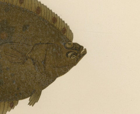 Flounder and Plaice - Vibrant Scandinavian Flatfish Lithograph, 1895, close-up 2
