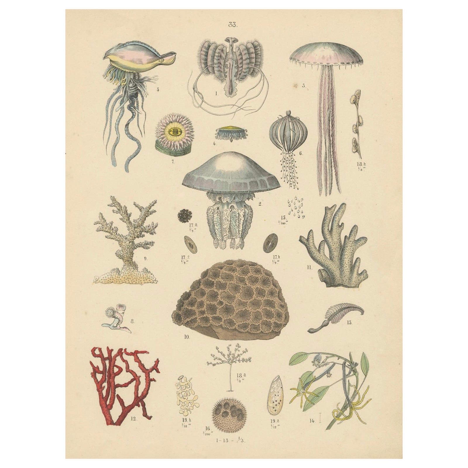 Corals & Jellyfish Print: Medusa, Anemone, Corals, Ctenophores, Antique 1867