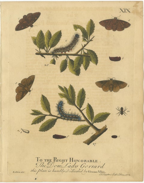 English Moths & Caterpillars, Common Rustic, Drab & Tiger Moths, Albin 1720, view 4