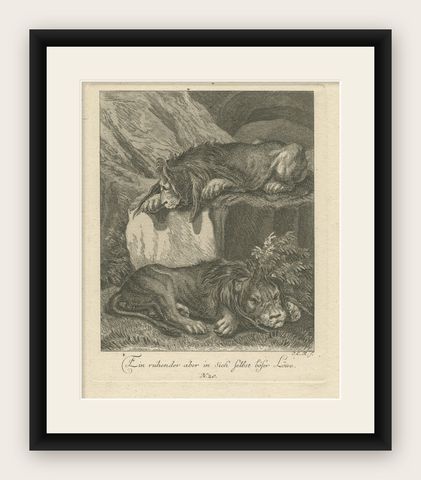 Original Antique Print of Two Lions Resting, shown framed