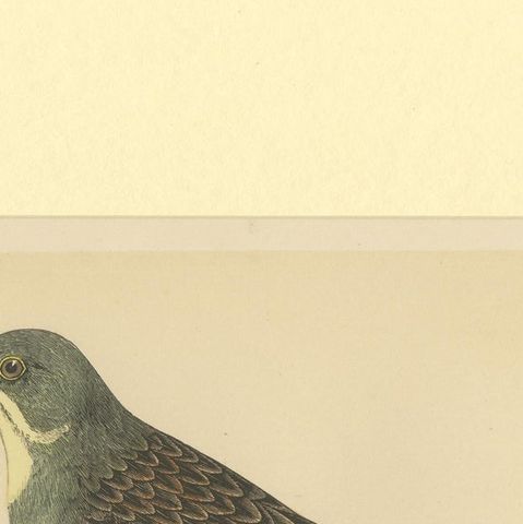 Antique Bird Print of Ortolan, close-up 1