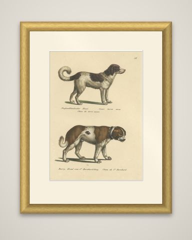 Antique Hand Colored Print of a Newfoundland and St. Bernard Dog, shown framed