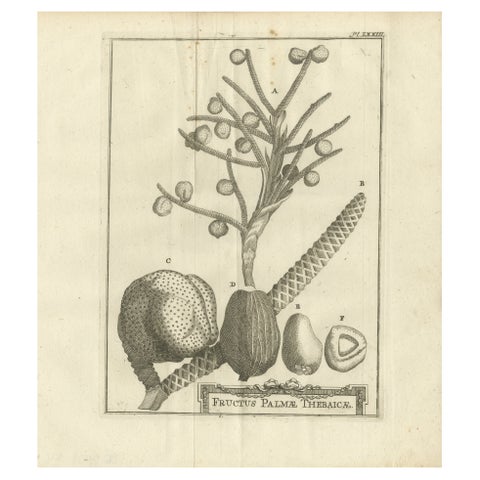 Fruits of the Theban Palm, Botanical Study of Date Palm Egypt c.1776