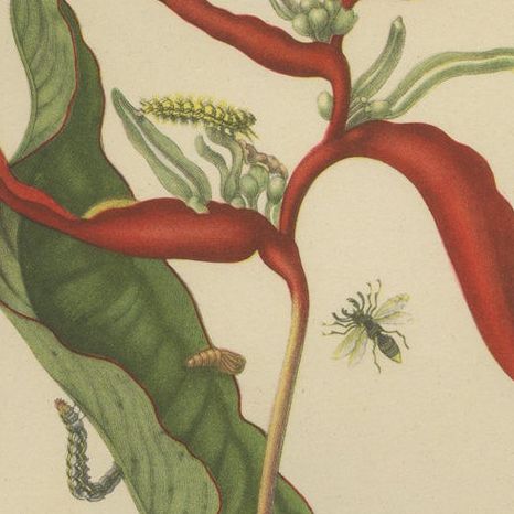 Heliconia with Insects, 19th-Century Lithograph after Merian’s Plate 54 (1705), close-up 6