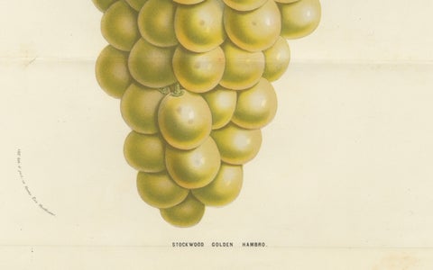 Stockwood Golden Hambro Grapes: Hand-Colored Lithograph by Louis van Houtte, close-up 1