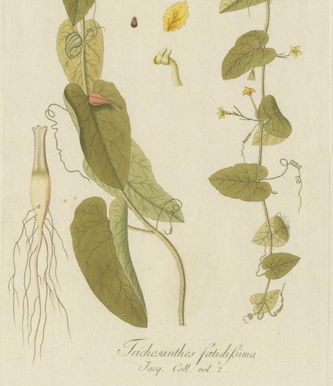 Antique Botany Print of a Trichosanthes Species by Von Jacquin, circa 1781, view 4