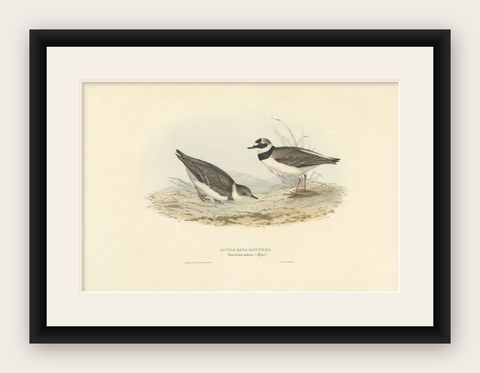 Antique Bird Print of the Little Ring Dotterel by Gould, 1832, shown framed