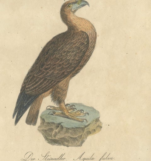 Antique Birds of Prey Lithograph by Karl Joseph Brodtmann, 1816, close-up 3