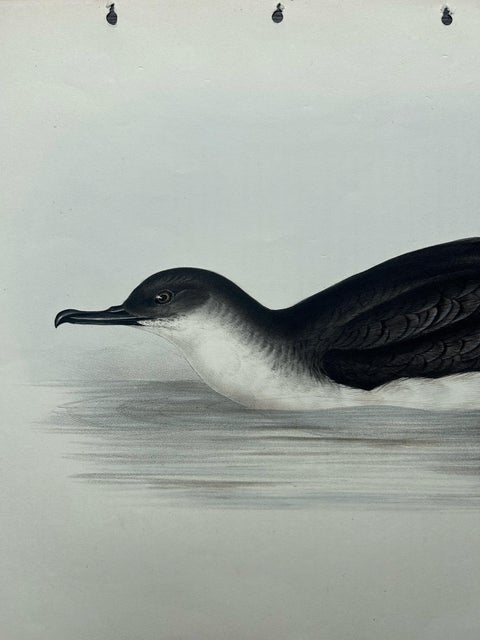 Manks Shearwater, Antique Bird Print by John Gould, c.1832, view 8