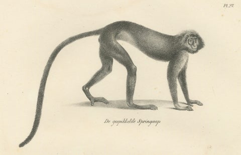 Spring Monkeys and Other Species, Lithographs by Last, 1836, Zoological Studies, close-up 4