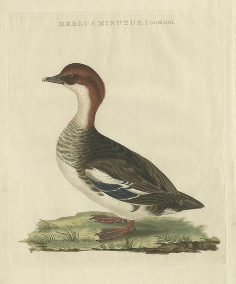Antique Hand-Coloured Print of Female Merganser, Mergus Minutus, 1770s, close-up 5