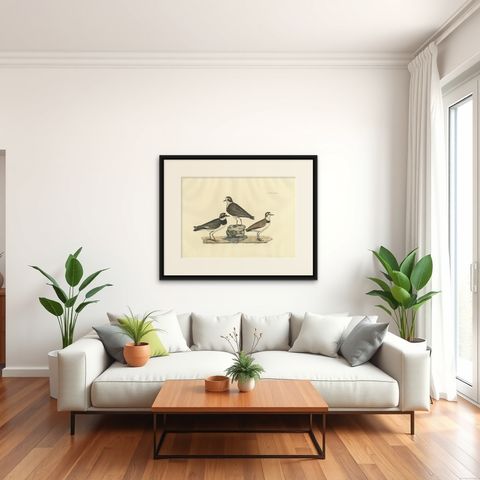 Large Engravings of Plovers in Contrast - Age and Species, 1826, shown framed in a room